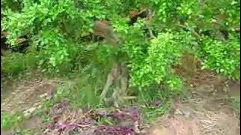 cây nguyệt quế dang tay 0906194819