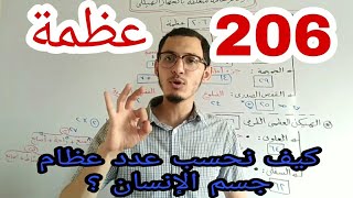 أحياء 3ث 2021 - كل ما يخص عدد عظام جسم الإنسان