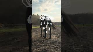 Mein Stall?! #reitsport #horse #equestrianjourney #equestrian #pferde #equestrianlife