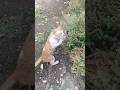 video bna rahe ho #cat #trending #youtubeshorts #catvideos #explore #angrytiger #funnycats#funny