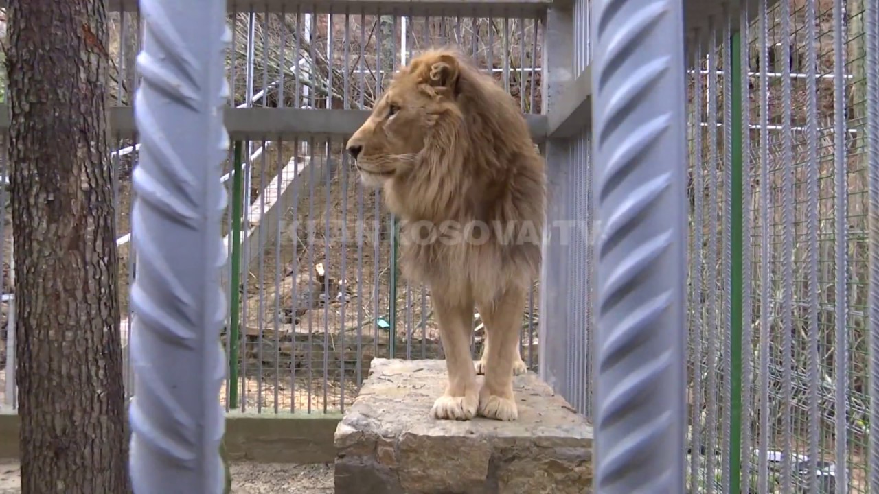 Luani në kafaz të Gjilanit, shteti mobilizohet për ta liruar - 14.12.2019 - Klan Kosova