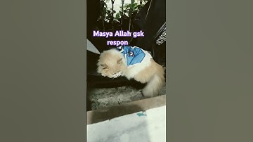 Thumbnail of #music #song #pop #lyrics #cover #cat #oyens #catlover #oyenbesar #cute #funny #jokes #trending