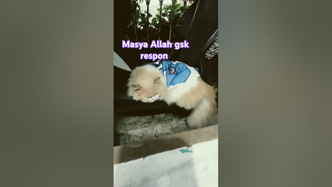 #music #song #pop #lyrics #cover #cat #oyens #catlover #oyenbesar #cute #funny #jokes #trending