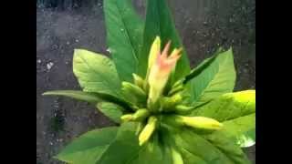 2014 Oregon outdoor cannabis and other things