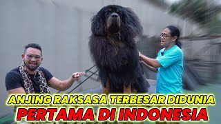 ANJING RAKSASA TERBESAR DIDUNIA PERTAMA DI INDONESIA #AudreyA #KINGOFTHEJUNGLE