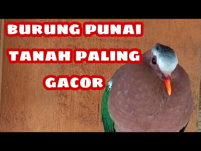 SUARA BURUNG PUNAI TANAH JANTAN class=