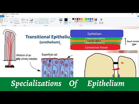 Specializations of epithelium | Epithelial Tissue | Histology