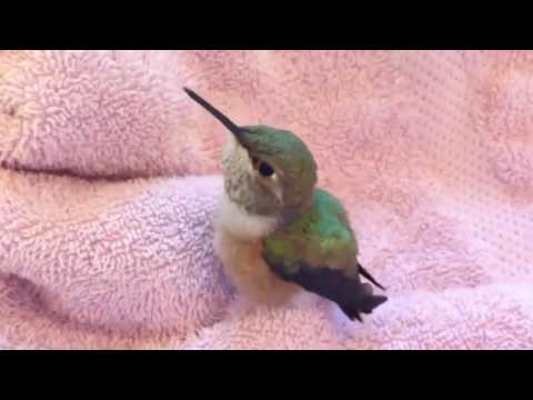 Video: Kako Se Rađaju Ptice Kolibri