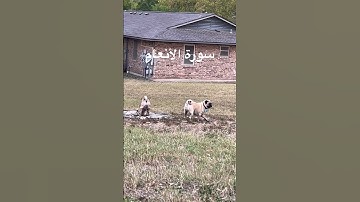 #سورة_الأنعام #قرآن #مصر #المصحف #العراق #الكتاب #طيور #البادجي #suratalanam #quran #india #birds