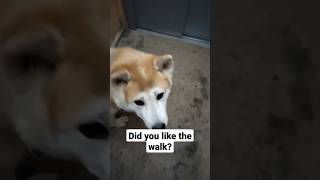 Talkative akitainu #akita #akitainu #dog