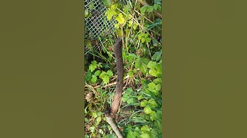 Hana Fuyu persimmon showing signs of life!