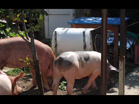 მეღორეობა არ არის მარტივი დარგი....