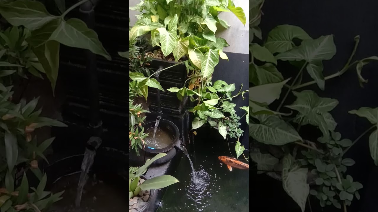 Lampu UV bisa membunuh tanaman - YouTube