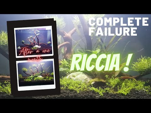 Video: Plovoucí Riccia - Neobvyklý Mech