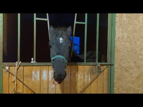 Для чего лошадям соль? Устанавливаем кормушки в конюшнях / Why do horses need salt?