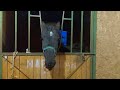 Для чего лошадям соль? Устанавливаем кормушки в конюшнях / Why do horses need salt?