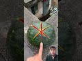 experiment in watermelon #shorts #trending #youtubeshorts #fyp #foryou