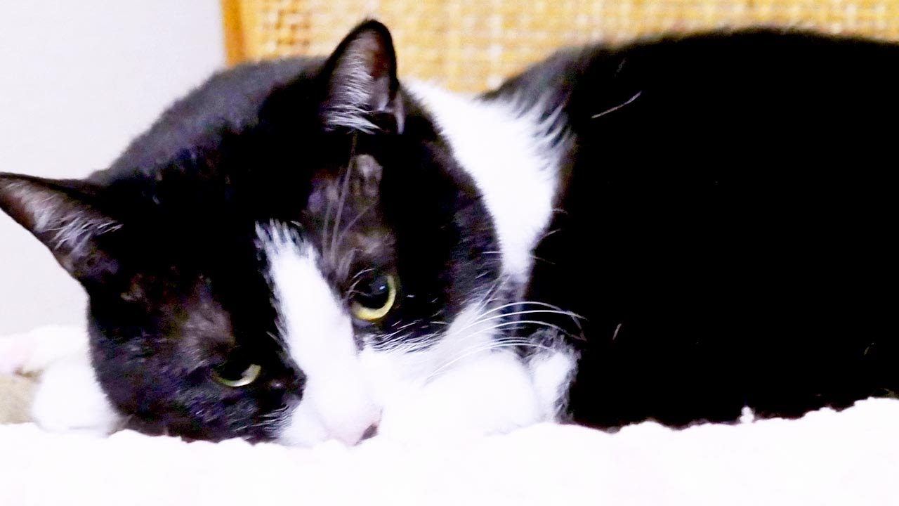猫カフェ 横浜 寝起きの癒し猫「ハッチ」朝はのんびり〜かわいい仕草 ♥ - Cat Hatch is cute and Relaxed. 2016 03 28 Morning Live Clip !
