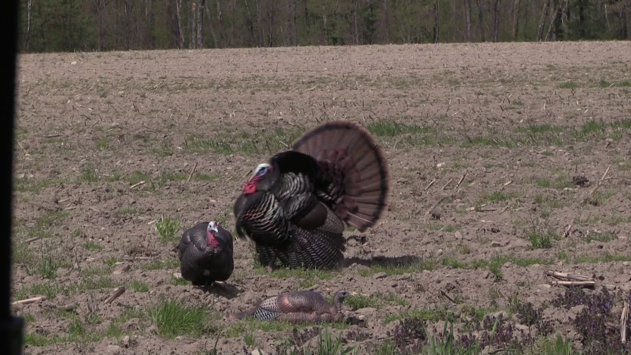 Bow Hunting Spring Turkeys in New Hampshire YouTube