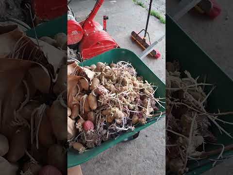 Store Bought Chitted Potatoes