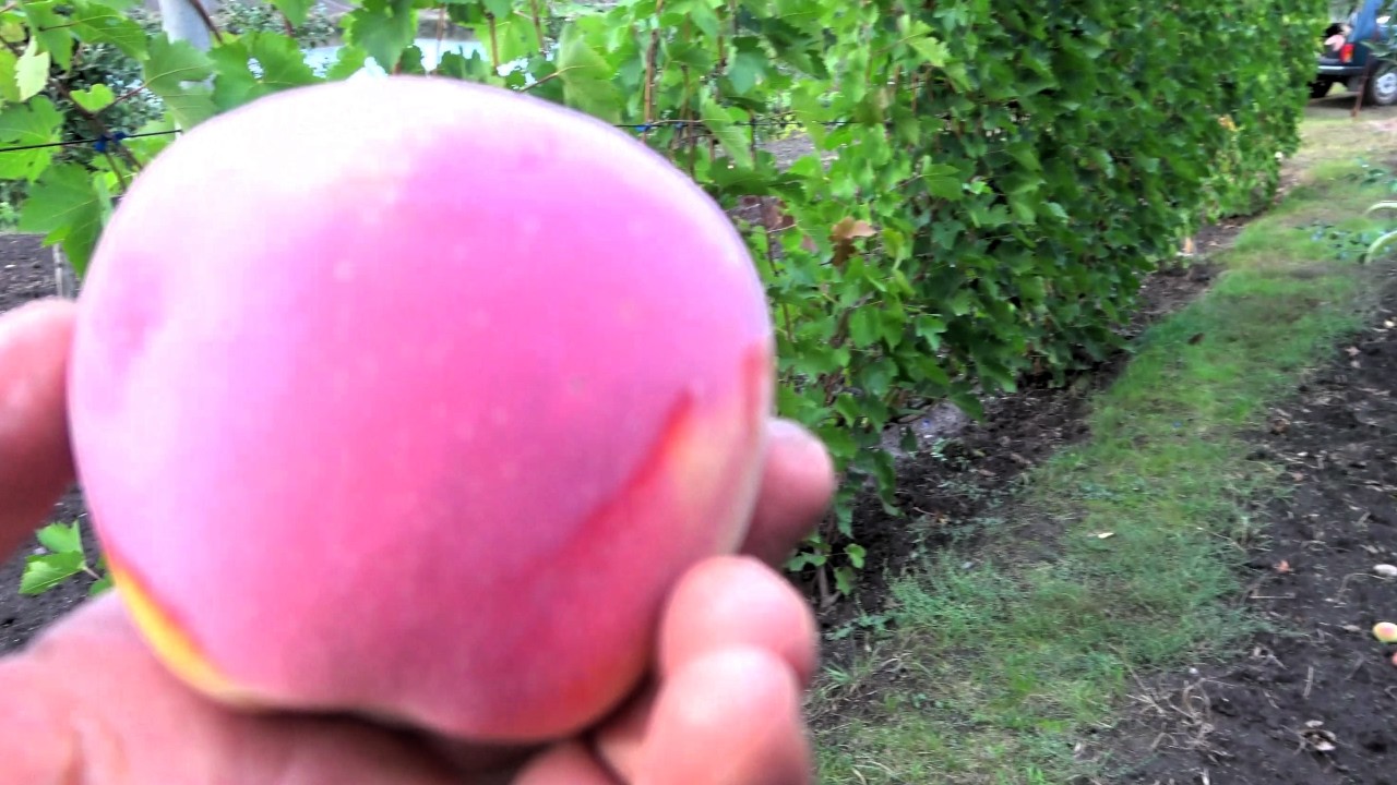 Яблоня ФЛОРИНА. Для экологически чистых садов. Идеальный сорт для различных целей