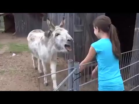 Vídeo: Por que um burro zurra?