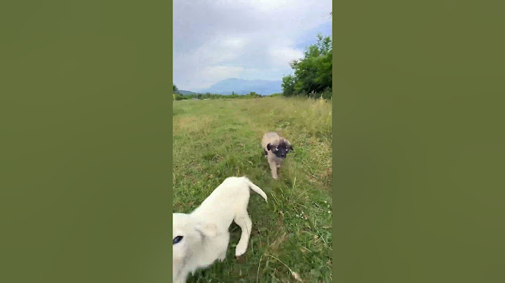 Dogs | Qentë e Sharrit | #dog #dogs #nature #puppy #animals #cute #cutedog #puppies #happy