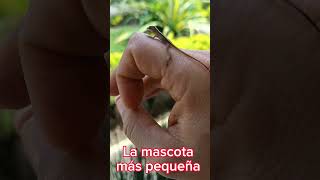 La mascota más pequeña que he visto