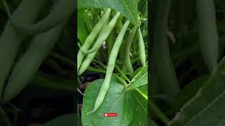 𝗙𝗥𝗢𝗠 𝗦𝗢𝗜𝗟 𝗧𝗢 𝗙𝗢𝗢𝗗 𝗢𝗡 𝗧𝗛𝗘 𝗧𝗔𝗕𝗟𝗘: 𝗜𝗡𝗧𝗘𝗥𝗥𝗢𝗣𝗣𝗜𝗡𝗚 𝗖𝗢𝗪𝗣𝗘𝗔 & 𝗣𝗜𝗚𝗘𝗢𝗡 𝗣𝗘𝗔 𝗕𝗘𝗔𝗡𝗦 #youtubeshorts #shortvideo