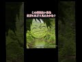 TikTokでバズった動画