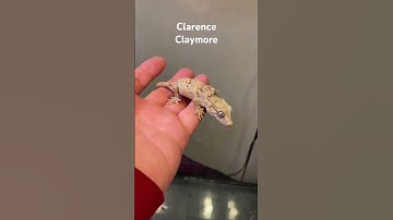 Clarence Claymore DOB 3rd June ‘25 #gargoylegecko