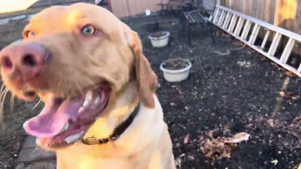 He is not happy that he is outside a lone #trending #viral #viralvideo #funny #shortvideo #short 