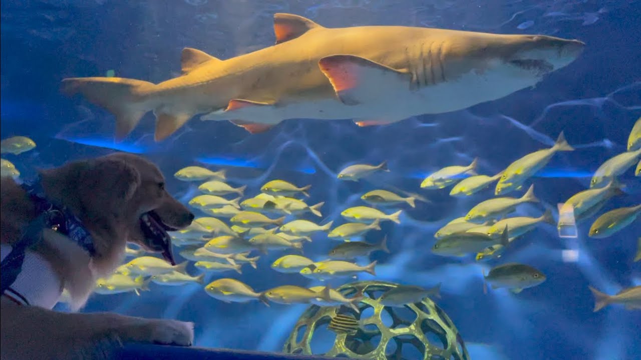 愛犬と行ける水族館「油壺マリンパーク」でサメと初対面！