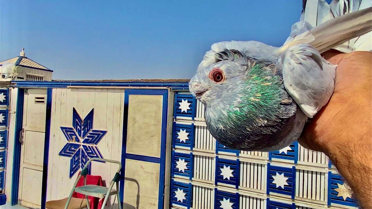 شاهد واستمتع ب أجمل غيه حمام بالقاهره (غيه الحاج محمد عطا )( لؤلؤة الازهر )، الدرب الأحمر .