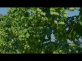 Travels With Charlie: Craft Breweries on Delmarva (8/15/14)