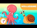 Les mollusques pour les enfants - Les animaux invertébrés - Sciences naturelles pour les enfants
