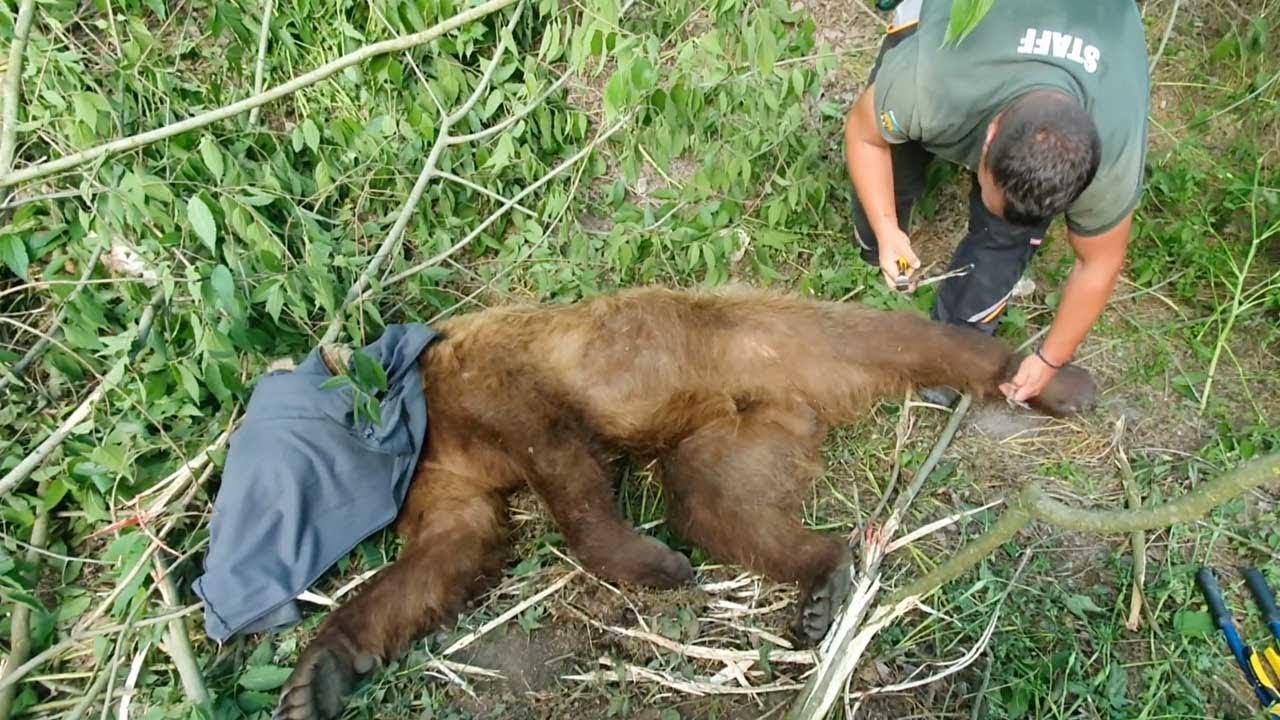 Bear Gets Rescued After Getting Stuck In Trap YouTube