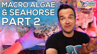Seahorse Macro Algae Tank, Part 2