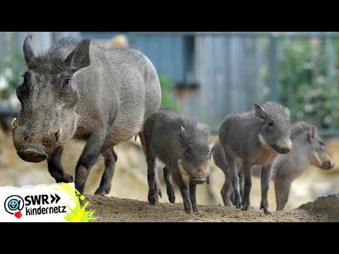 Video: Sind Warzenschweine und Erdmännchen Freunde?