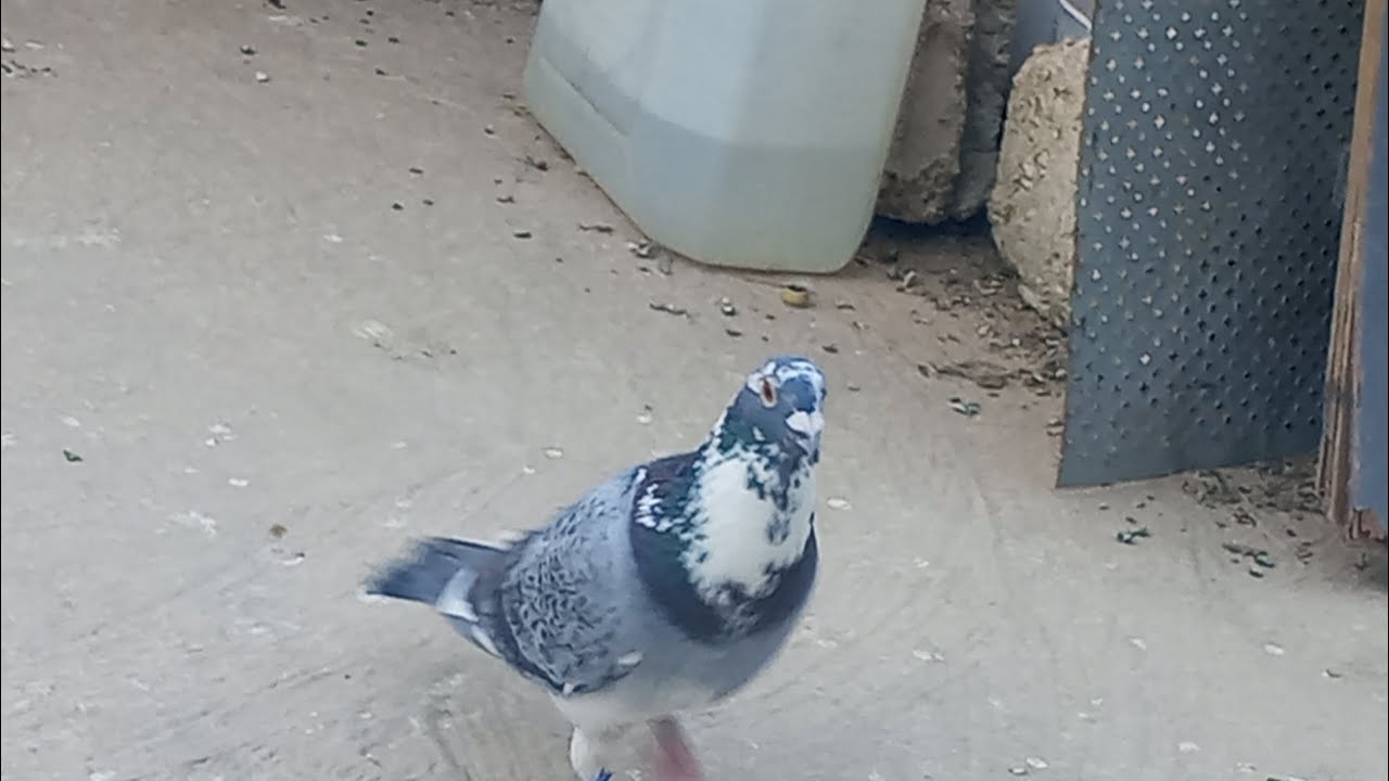 طير جديد وضعيت طير وكش لحمام وكشيت طير جديد 🔥🕊️🕊️