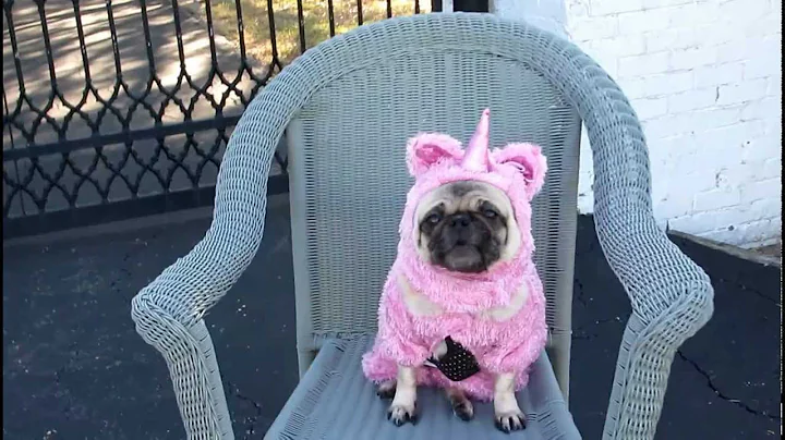 Unicorn Pug Sighting At Southfork Ranch