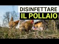 Disinfestare il pollaio da pidocchi, acari e pulci con la calce idrata (spenta)