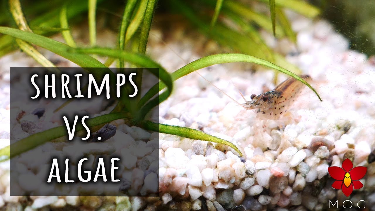 Amano Shrimps Vs. Algae - Did they make a difference? 🤔 - YouTube