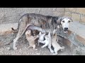 Mother Dog Nursing Their New Born Cute Baby Puppies