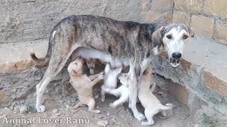 Mother Dog Nursing Their New Born Cute Baby Puppies