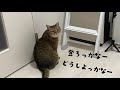 ハシゴを得意げに素早く駆け上がるのに準備運動が長すぎる猫w