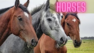 Horses , beautiful and stunning look by Euro street  272 views 11 months ago 1 minute, 26 seconds
