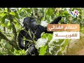 كيف تعيش الغوريلا في الغابة أسرار نظامها الغذائي المدهش L وثائقي 