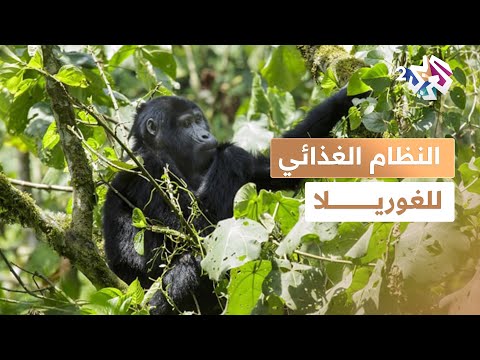 كيف تعيش الغوريلا في الغابة أسرار نظامها الغذائي المدهش  وثائقي