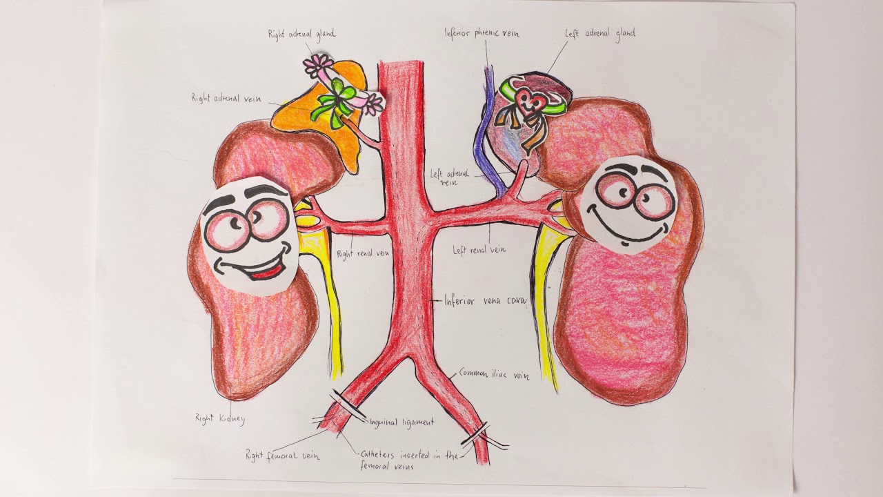 adrenal hormones